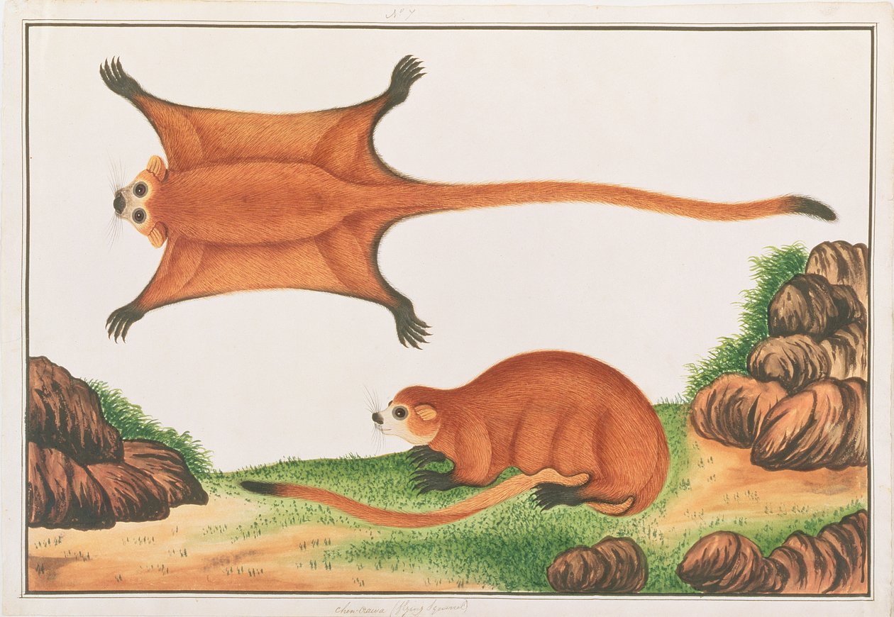 Vörös óriás repülő mókus, Rajzok állatokról, rovarokról és hüllőkről Malaccából, 1805-1818 körül (wc és gouache papíron) alkotó: Chinese School