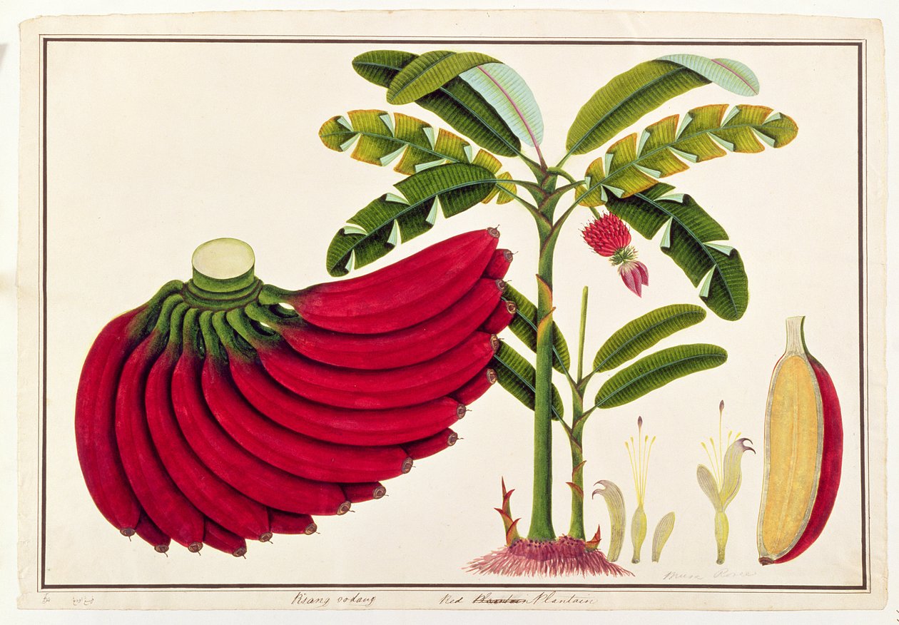 Vörös útifű, Pisang udang, Malacca növényrajzaiból, 1805-1818 körül (wc papíron) alkotó: Chinese School
