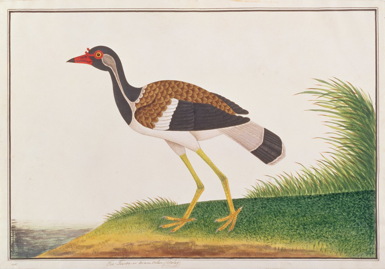 Vörös csóka, a Madarak rajzaiból Malaccából, 1805-1818 körül (wc papíron) alkotó: Chinese School