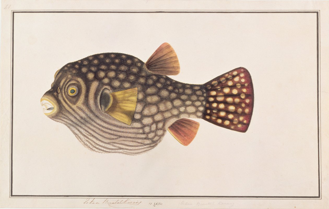 Retikulált gömbhal, a Drawings of Fishes from Malacca, 1805-1818 körül (wc papíron) alkotó: Chinese School