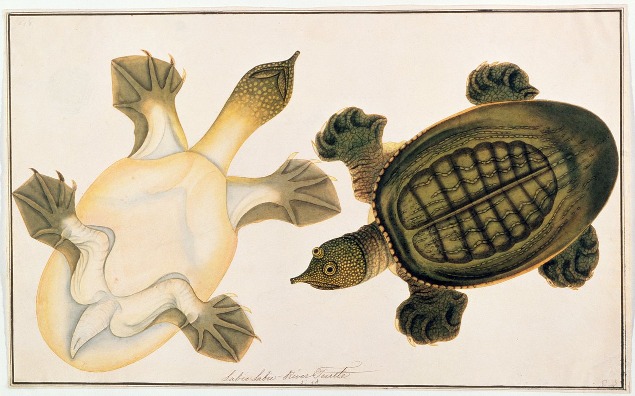 River Turtle, Labie Labu, Rajzok állatokról, rovarokról és hüllőkről Malacca-ból, 1805-1818 körül (gouache és wc papíron) alkotó: Chinese School