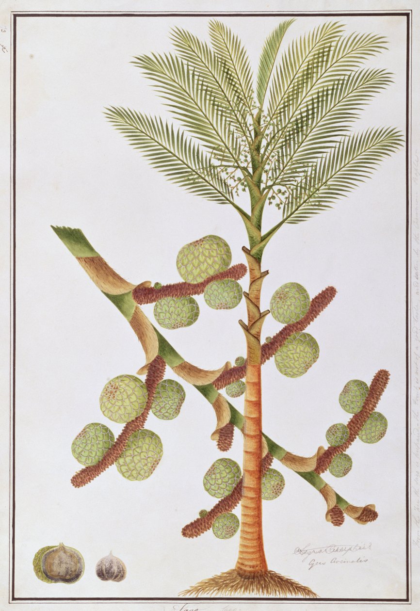 Sago, Malacca növényrajzaiból, 1805-1818 körül (wc papíron) alkotó: Chinese School