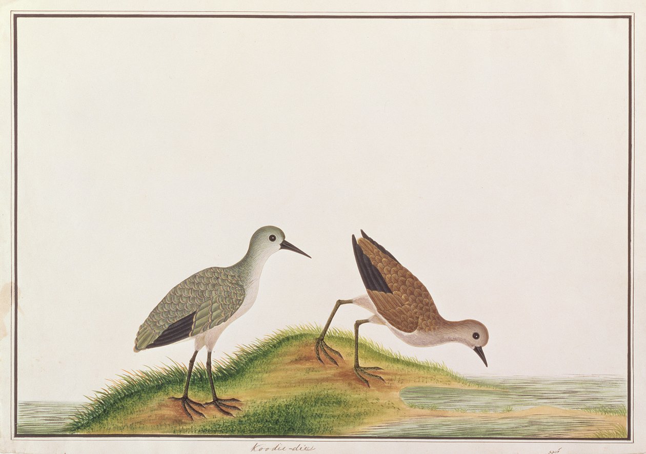 Sandpiper, a Drawings of Birds from Malacca, 1805-1818 körül (wc papíron) alkotó: Chinese School