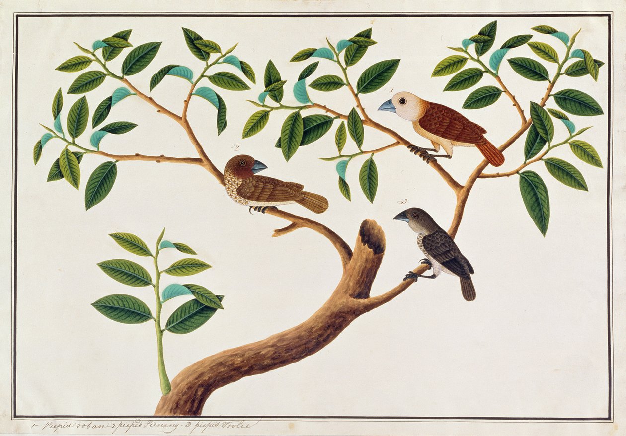 Pikkelyes mellű Munia, Fehérfejű Munia és Malajziai Honeyguide, a Malaccai madarak rajzaiból, 1805-1818 körül (wc papíron) alkotó: Chinese School