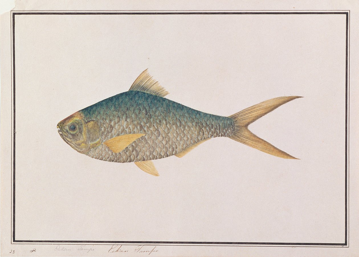 Shad, a Drawings of Fishes from Malacca, 1805-1818 körül (wc papíron) alkotó: Chinese School