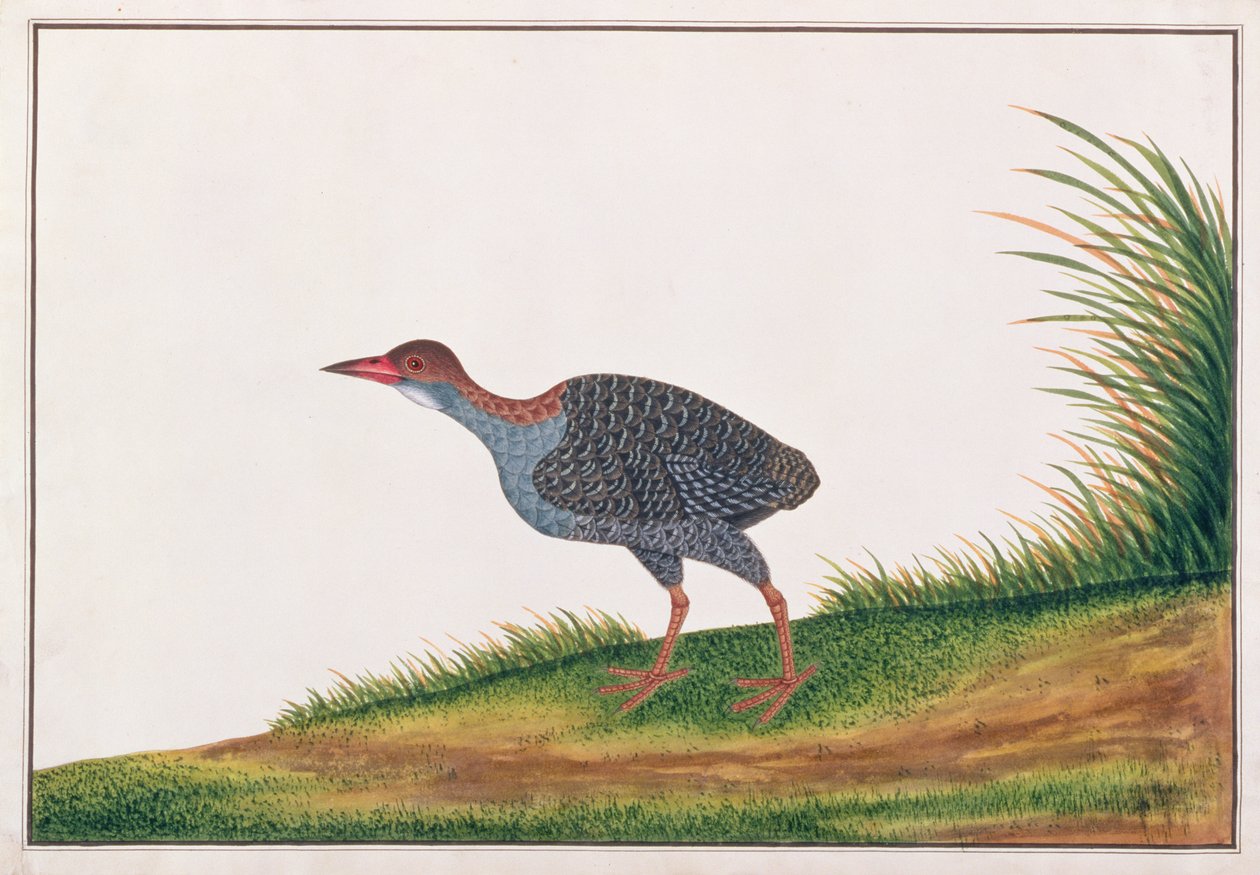 Slaty-beasted Rail, Rajzok a madarakról Malaccából, 1805-1818 körül (wc papíron) alkotó: Chinese School