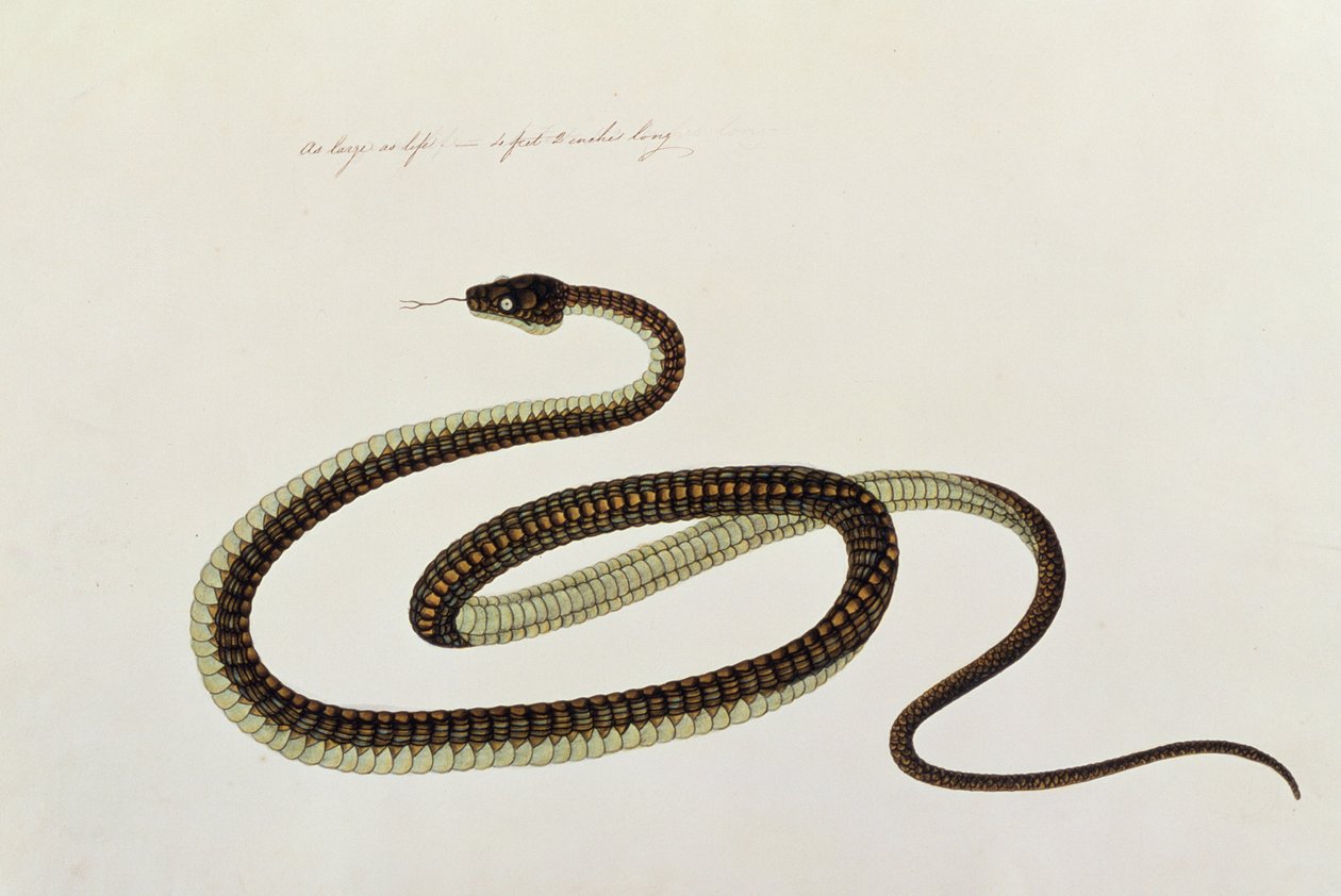 Kígyó, Rajzok állatokról, rovarokról és hüllőkről Malaccából, 1805-1818 körül (guache és wc papíron) alkotó: Chinese School