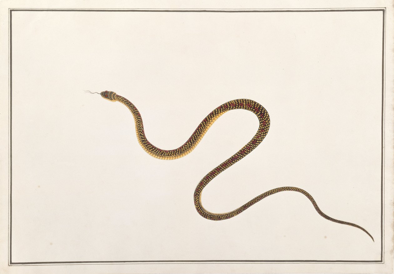 Kígyó, Rajzok állatokról, rovarokról és hüllőkről Malaccából, 1805-1818 körül (guache és wc papíron) alkotó: Chinese School