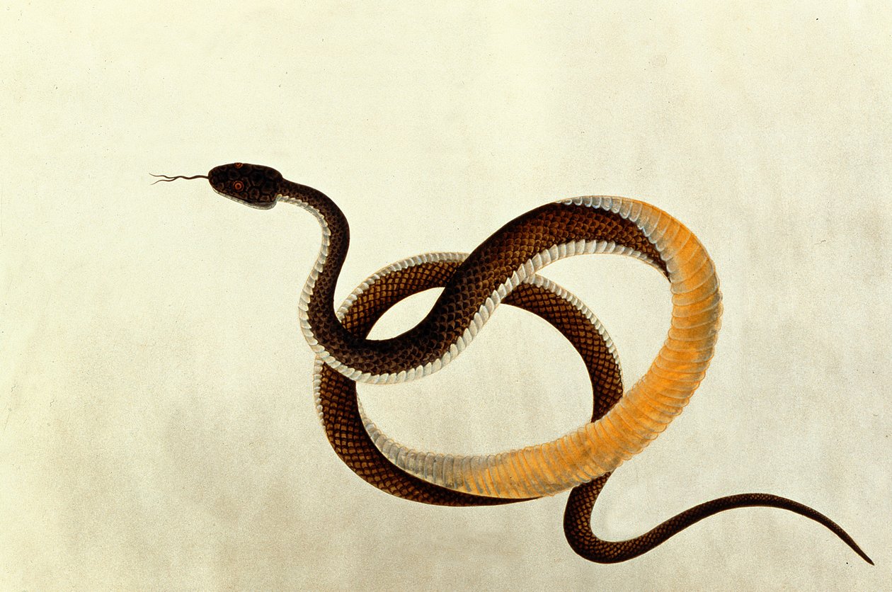 Kígyó, a Rajzok állatokról, rovarokról és hüllőkről Malaccából, 1805-18 (wc és gouache papíron) alkotó: Chinese School