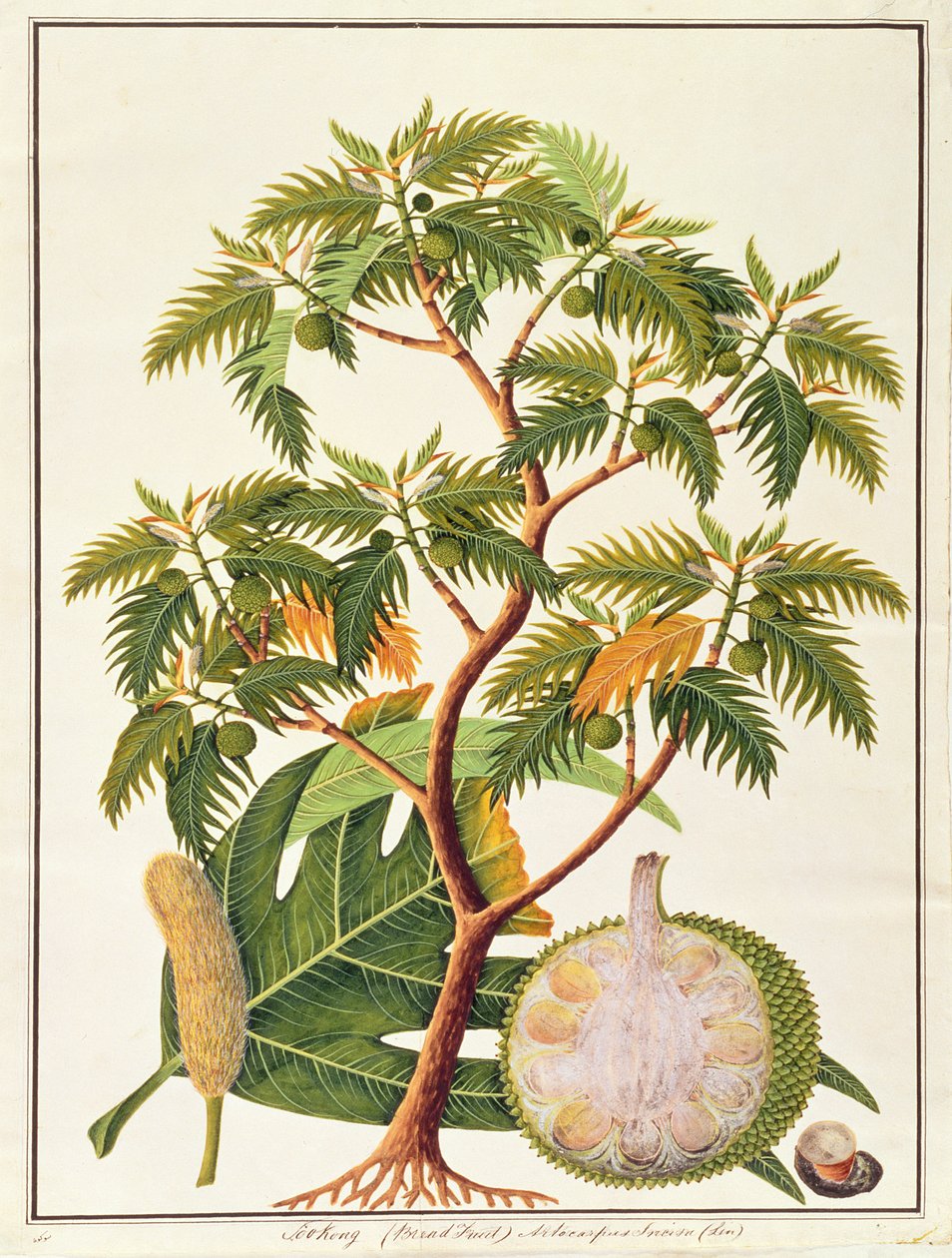 Sookong (kenyérgyümölcs) és Artocarpus Incisa (Lin) a Növényrajzok Malacca-ból, 1805-1818 körül (wc papíron) alkotó: Chinese School