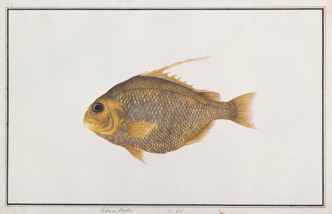 Spadefish, a Drawings of Fishes from Malacca, 1805-1818 körül (wc papíron) alkotó: Chinese School