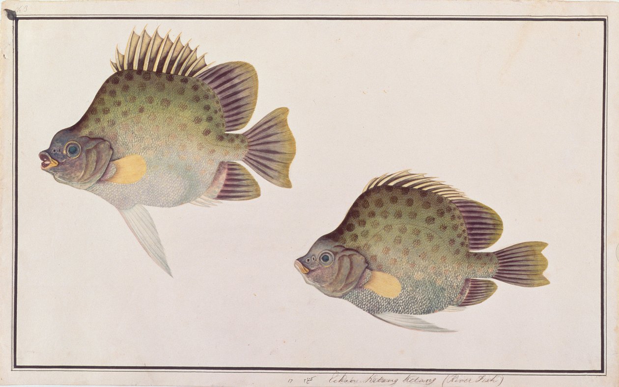 Shark, Eekan Ee-oo, a Drawings of Fishes from Malacca, 1805-1818 körül (wc papíron) alkotó: Chinese School