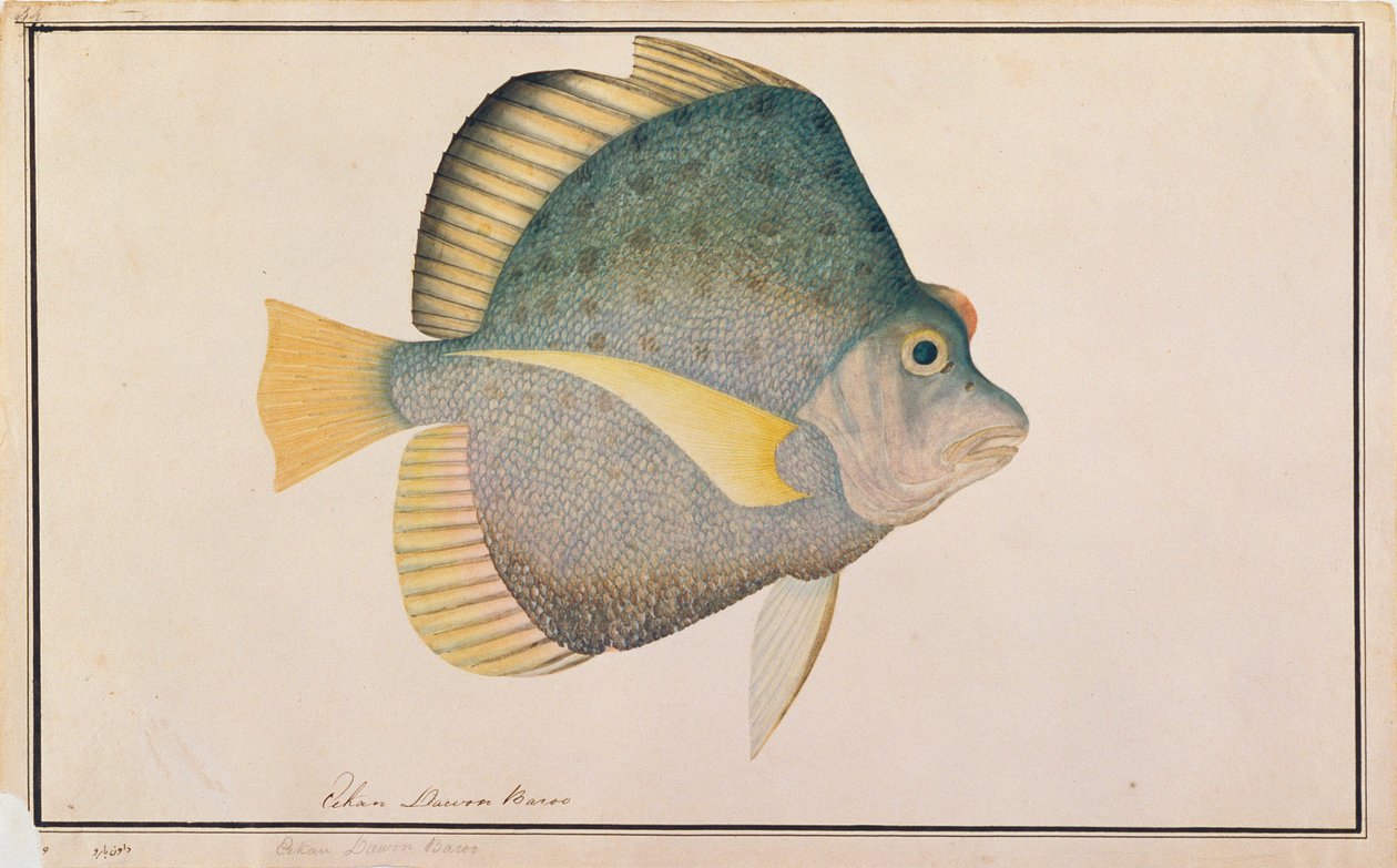 Foltos sarlóhal, a Malaccai halak rajzaiból, 1805-1818 körül (wc papíron) alkotó: Chinese School