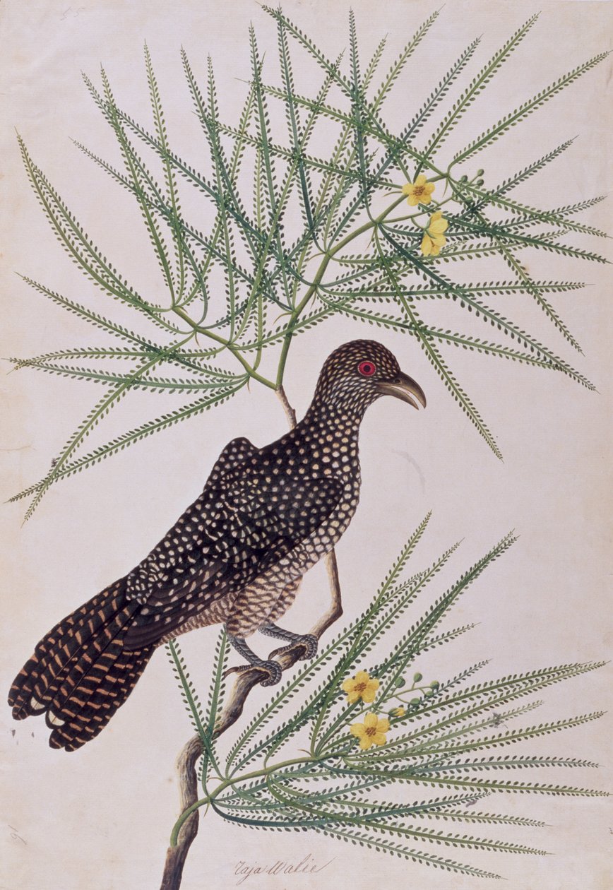 Taja Walie, a Drawing of Birds from Malacca, 1805-1818 körül (wc papíron) alkotó: Chinese School