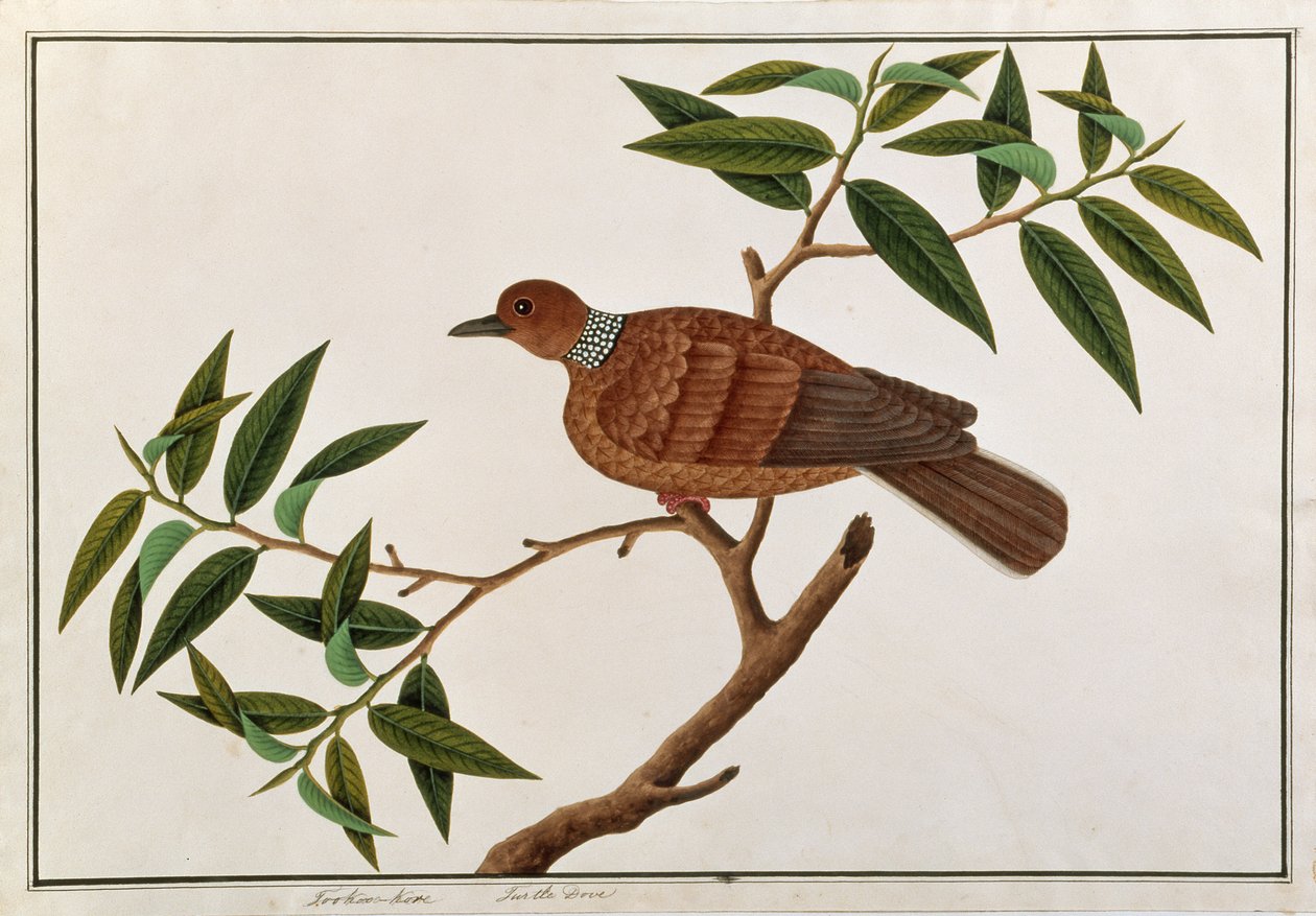 Turtle Dove, Tookoo-Kore, a Drawings of Birds from Malacca, 1805-1818 körül (wc papíron) alkotó: Chinese School