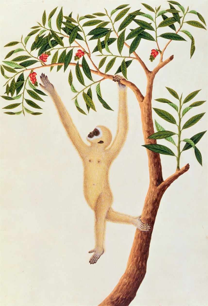 Fehér, hosszú karú majom, Ongka Pootre, Rajzok állatokról, rovarokról és hüllőkről Malaccából, 1805-1818 körül (wc és gouache papíron) alkotó: Chinese School