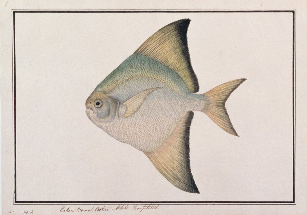 Fehér Pomfret, a Malaccai halak rajzaiból, 1805-1818 körül (wc papíron) alkotó: Chinese School