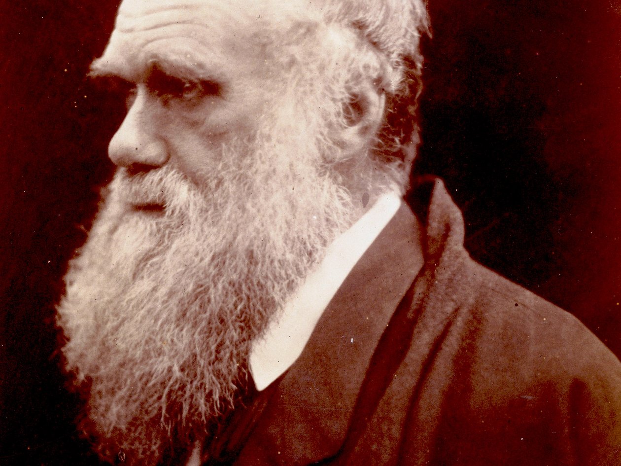 Charles Darwin portréja, 1859 alkotó: English Photographer