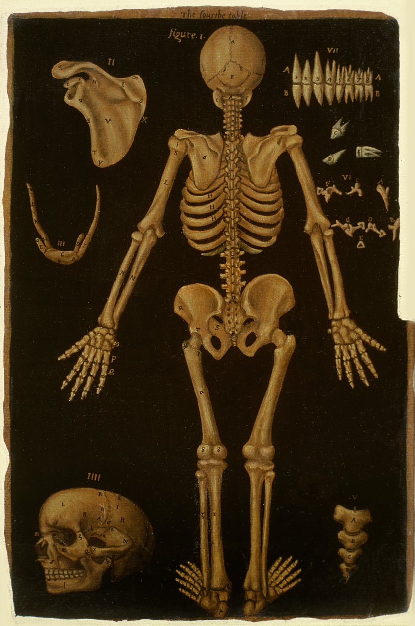 Ms Hunter 364 IV. táblázat, az Anatomical Tables-ből, John Banister (1540-1610) (olaj barna papíron) alkotó: English School