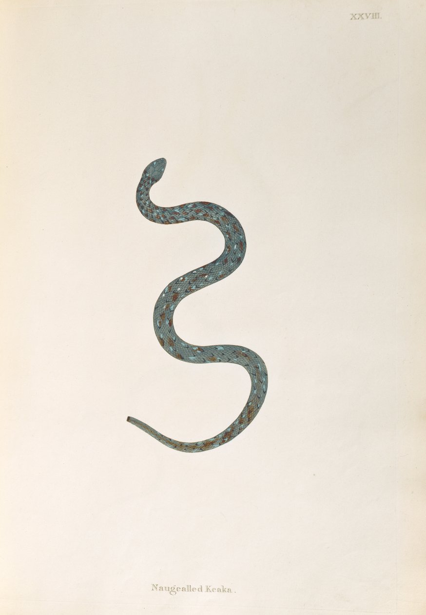 Naugealled Keaka Snake az An Account of Indian Serpents-ből, amelyet Patrick Russell gyűjtött a Coromandel-partról, London, 1796 alkotó: English School