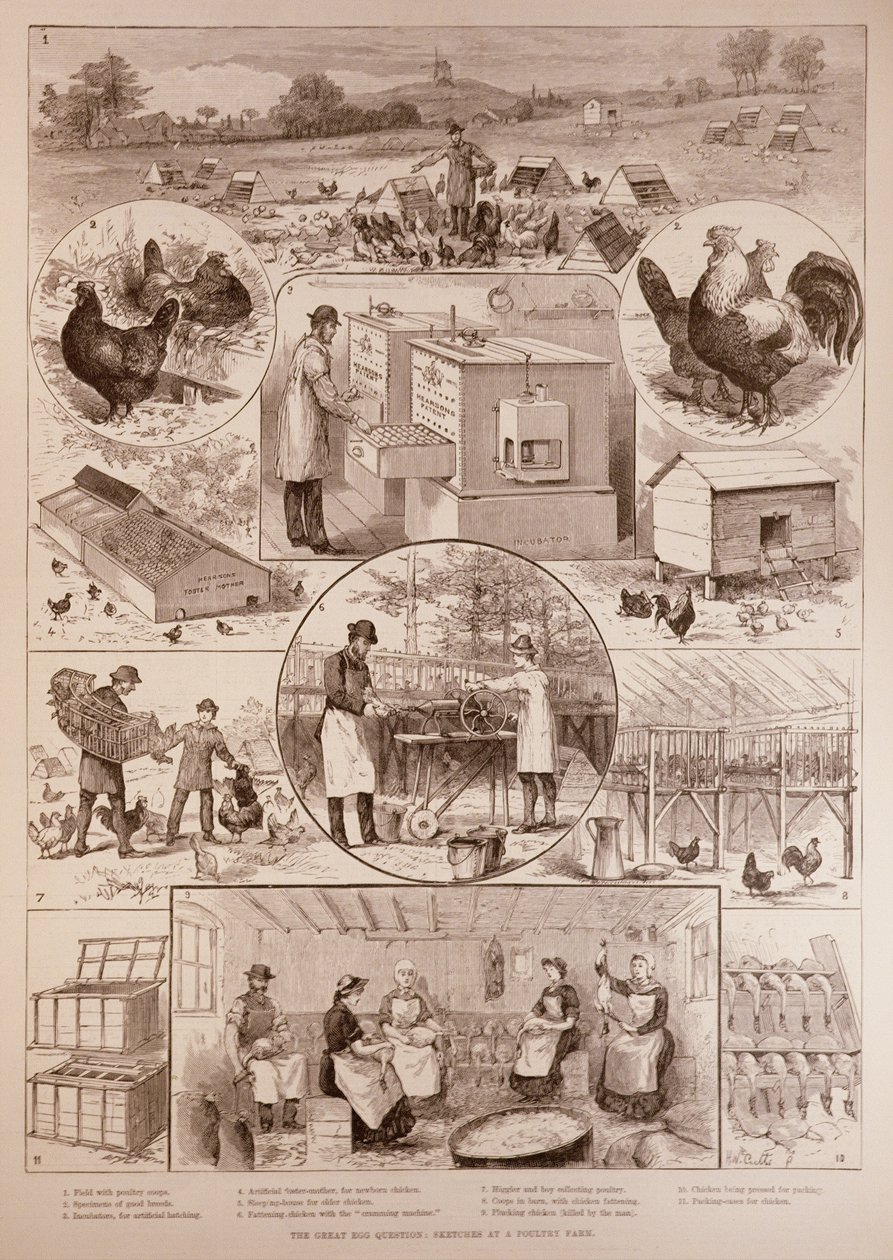 A nagy tojáskérdés: Vázlatok egy baromfifarmon, a The Illustrated London Newsból, 1887. április 2. alkotó: English School
