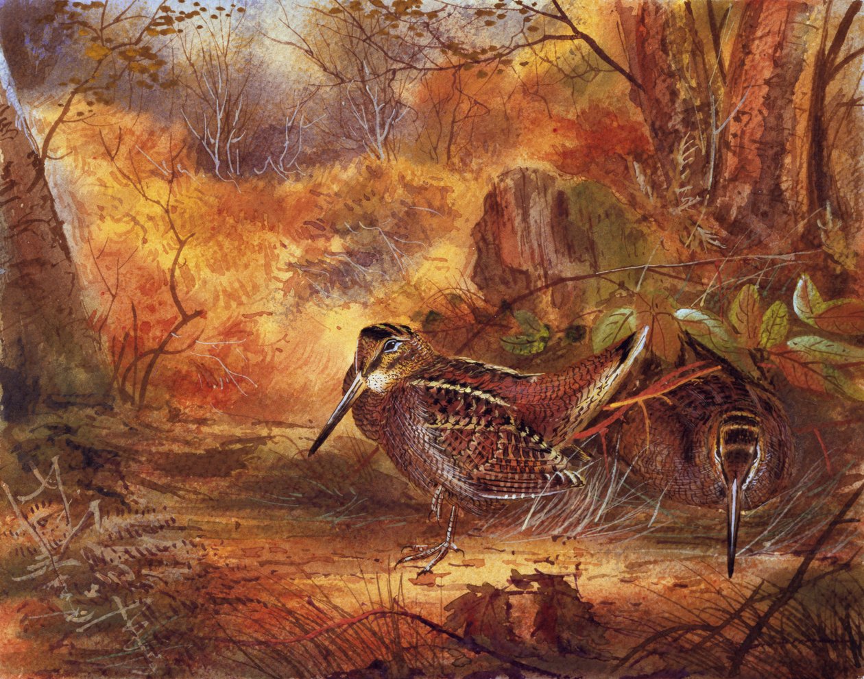 Woodcocks, 1890 körül (wc papíron) alkotó: English School