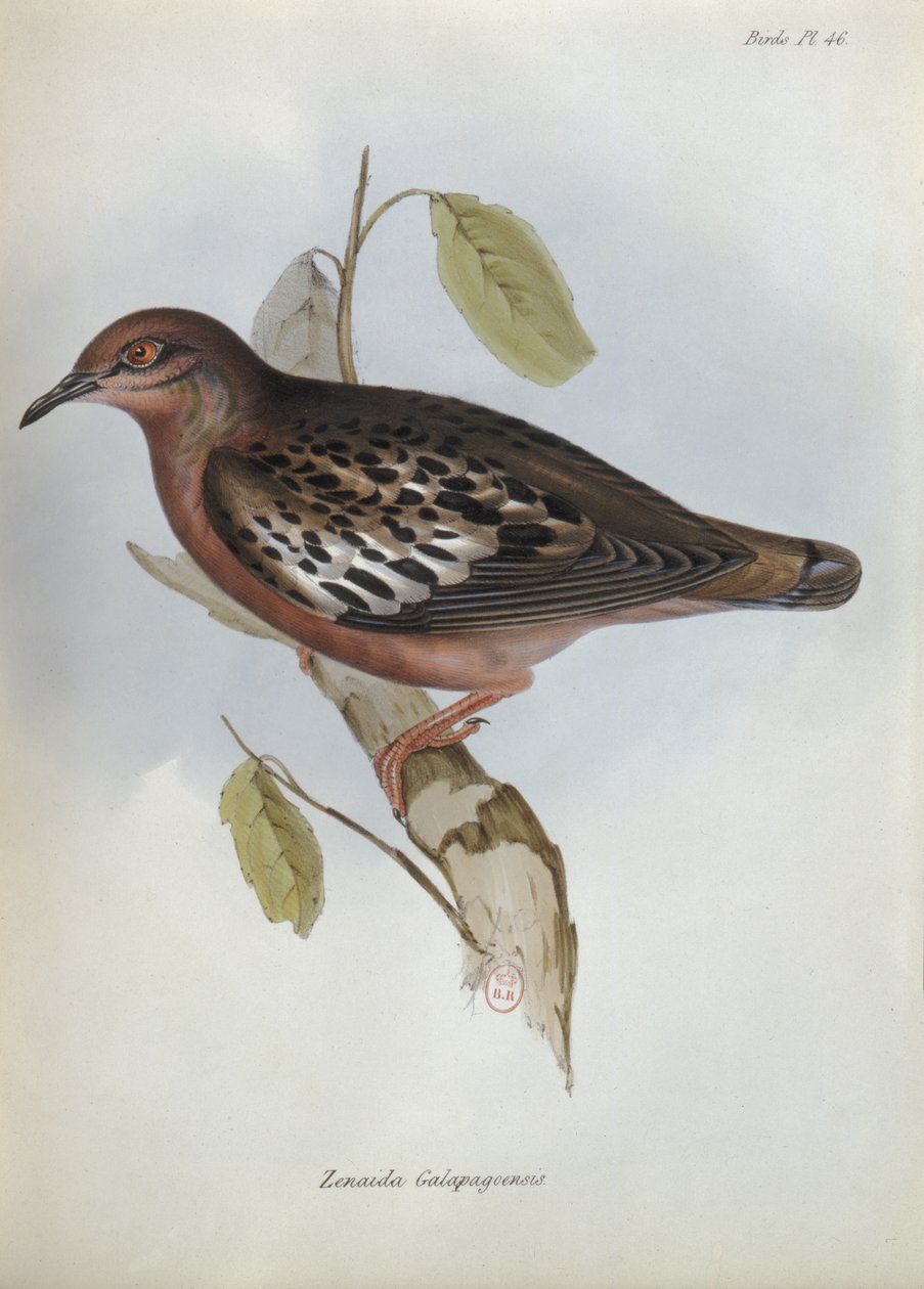 Zenaida Galapagoensis, illusztráció a The Zoology of the Voyage of H.M.S. Beagle, 1832-36, Charles Darwin (1809-92), 1840 alkotó: English School