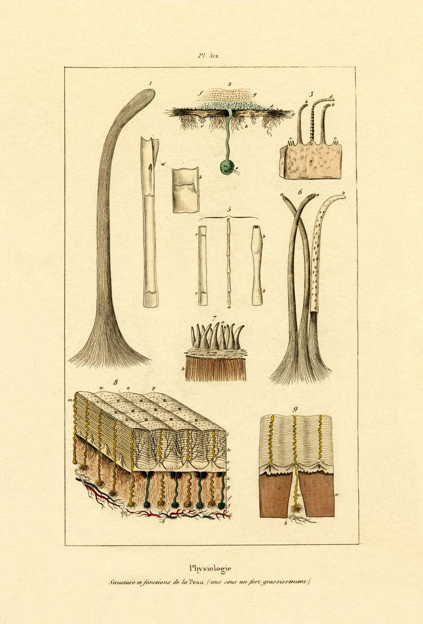 Emberbőr, 1833-39 alkotó: French School