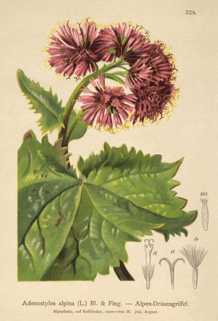 Adenostyle (Adenostyles alpina, Adenostyles glabra) alkotó: German School