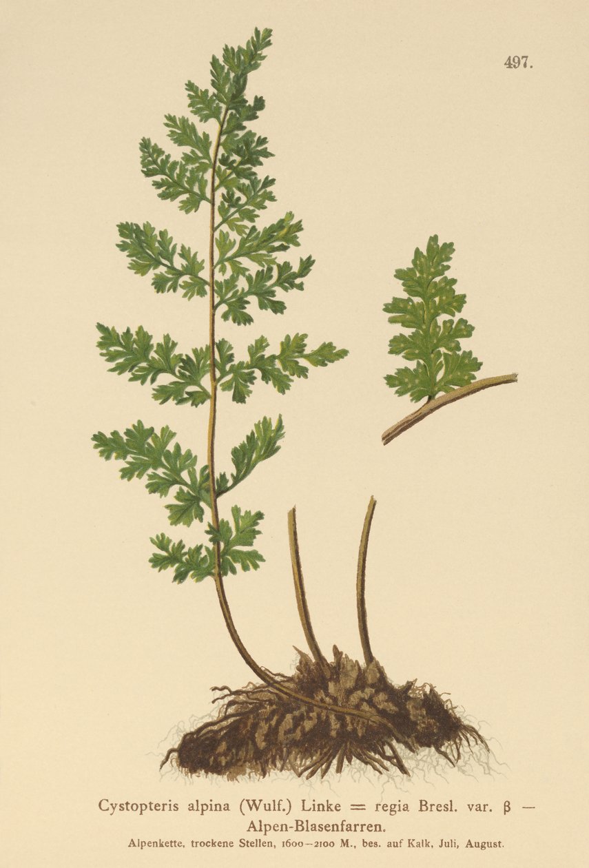 Alpesi hólyagpáfrány (Cystopteris alpina, Cystopteris regia) alkotó: German School