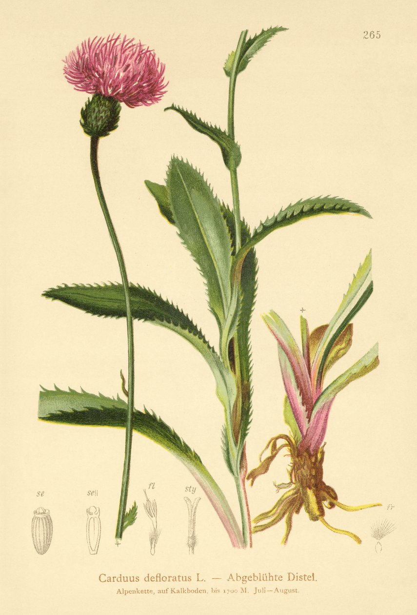 alpesi bogáncs (Carduus defloratus) alkotó: German School
