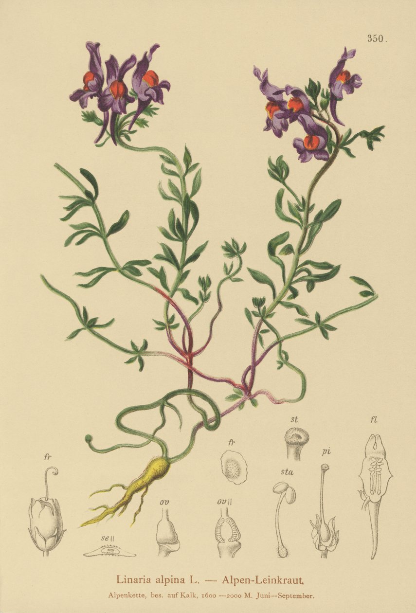 Alpesi varangy (Linaria alpina) alkotó: German School