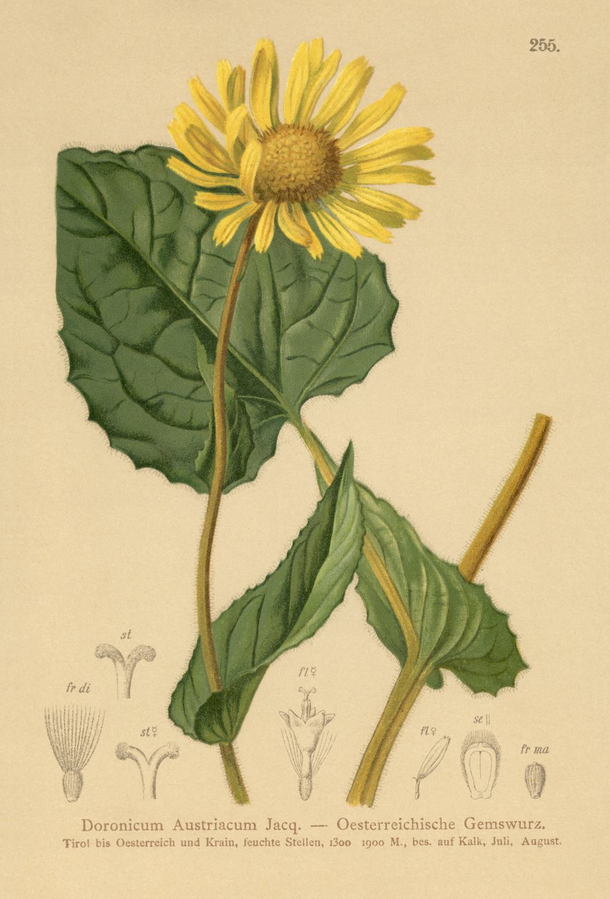 osztrák leopárd (Doronicum Austriacum) alkotó: German School