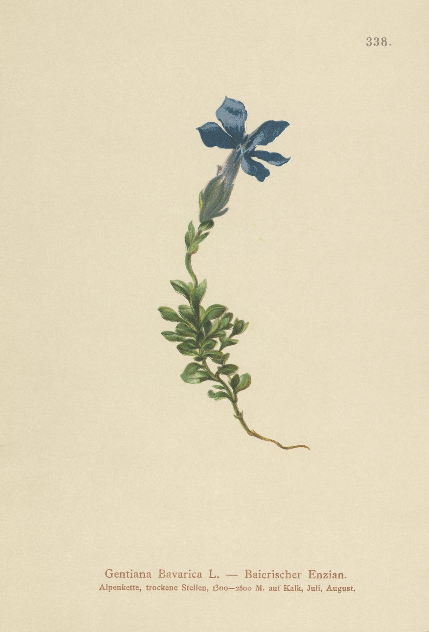 bajor tárnics (Gentiana Bavarica) alkotó: German School