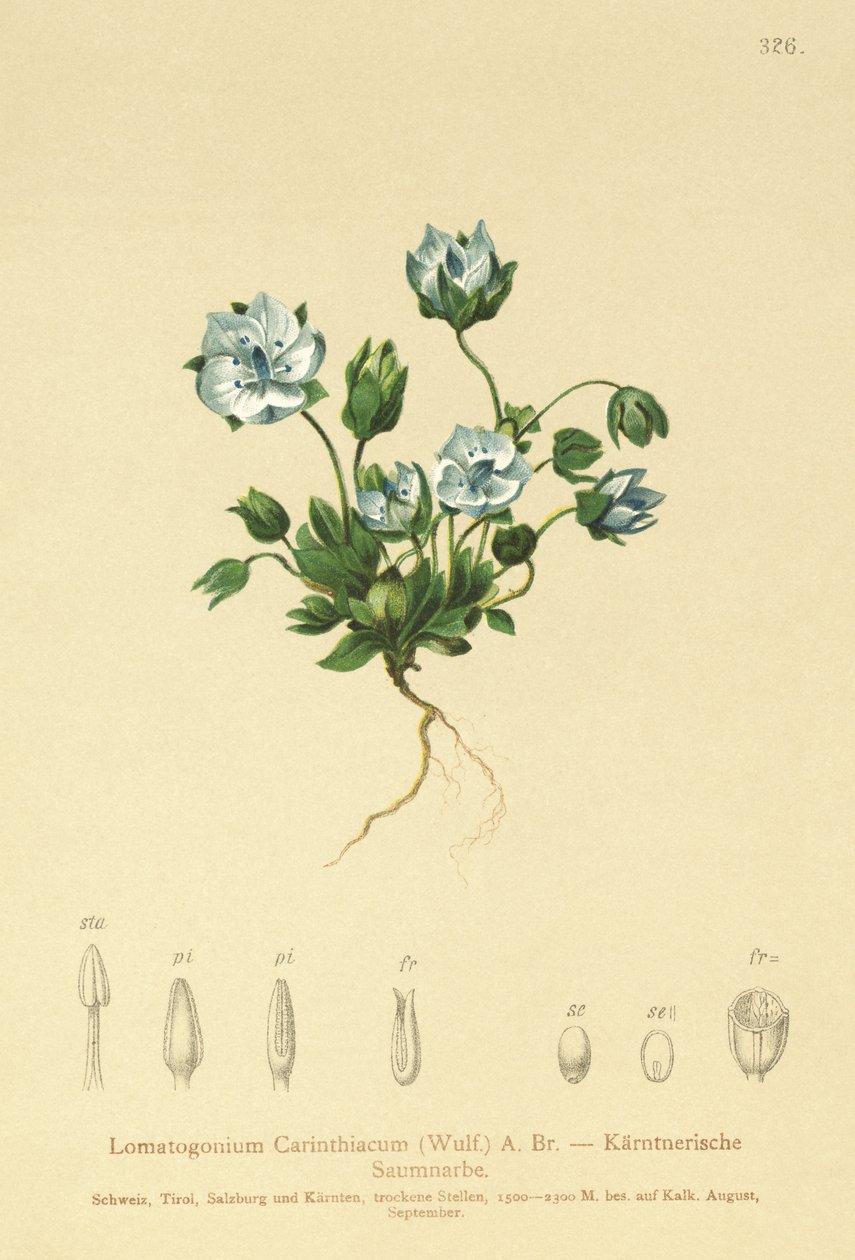 Kék filc (Lomatogonium Carinthiacum) alkotó: German School