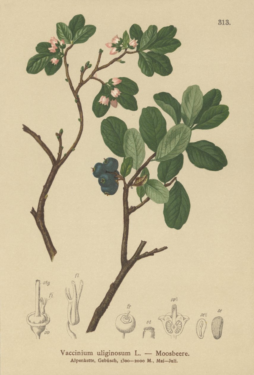 Mocsári áfonya (Vaccinium uliginosum) alkotó: German School