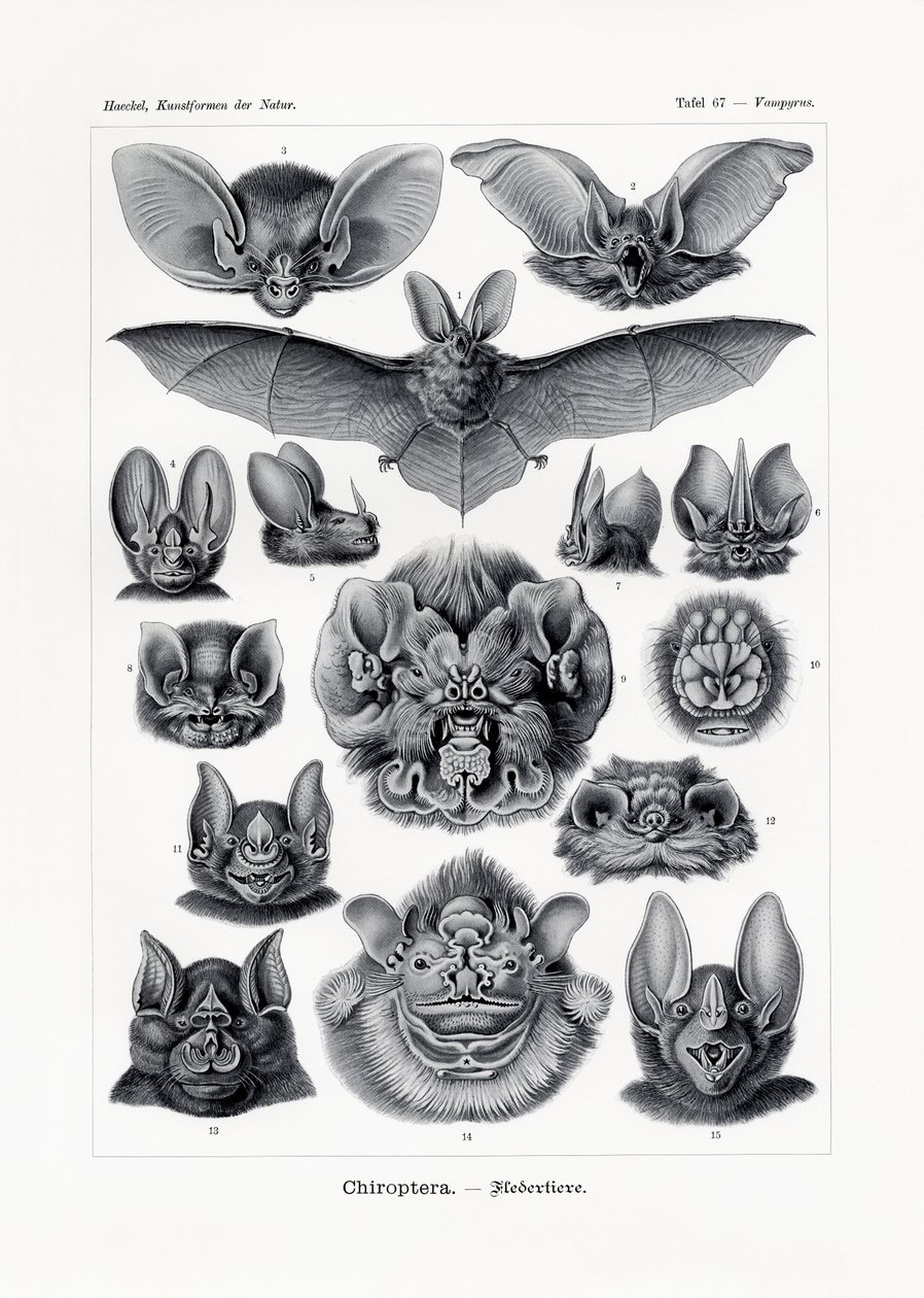 Chiroptera, 1899-1904 alkotó: German School