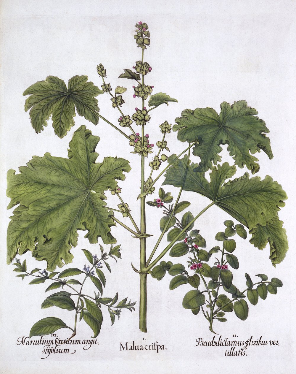 Fodros mályva, Hamis Dittany, Krétai Horehound, Hortus Eystettensistől, Basil Besler (1561-1629), pub. 1613 (kézzel színezett metszet) alkotó: German School