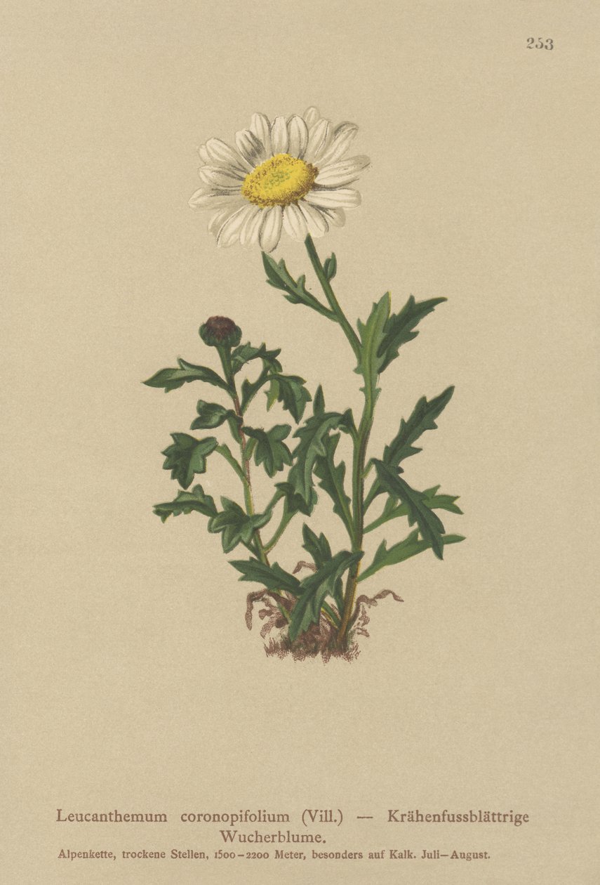 Százszorszép (Leucanthemum coronopifolium, Chrysanthemum coronopifolium, Chrysanthemum alpesre) alkotó: German School
