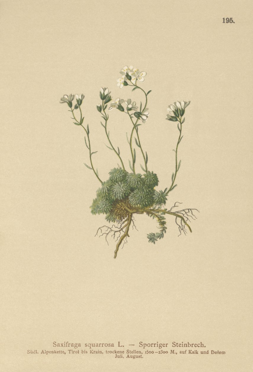 Dolomitok szaxifrage (Saxifraga squarrosa) alkotó: German School