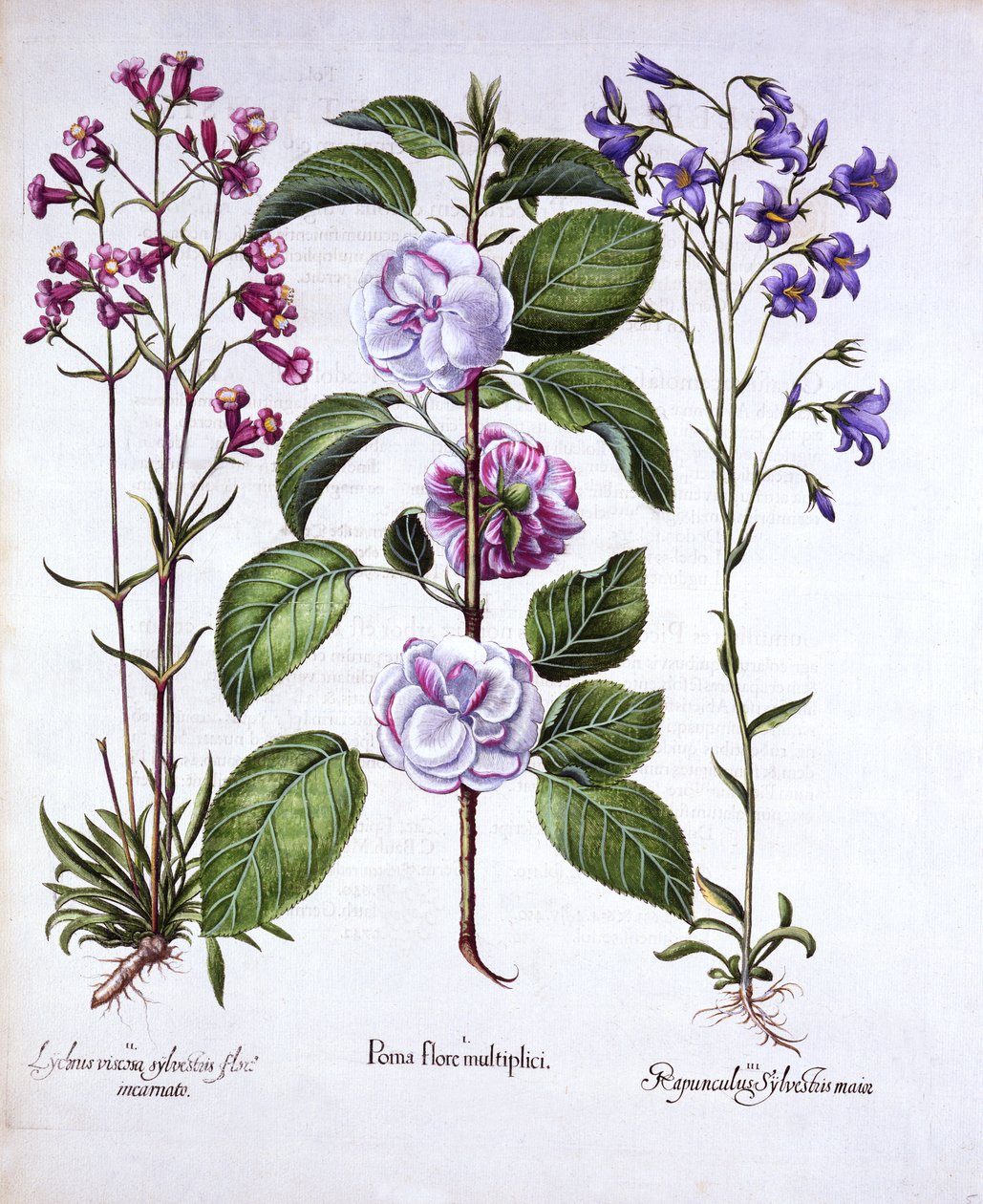 Duplavirágú alma, német légy és harangvirág, a Hortus Eystettensisből, Basil Besler (1561-1629), pub. 1613 (kézzel színezett metszet) alkotó: German School