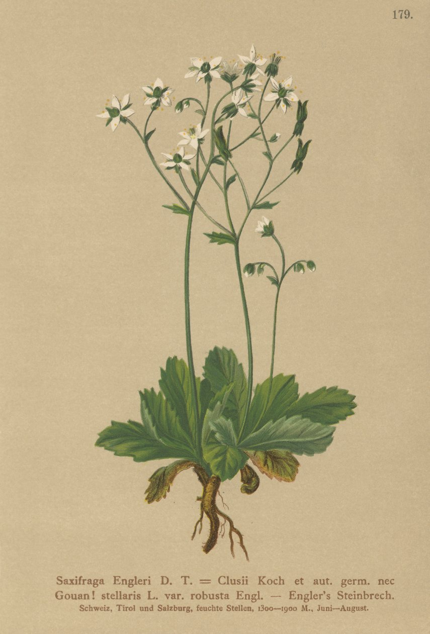 Engerlis Saxifrage (Saxifraga Engerli, Saxifraga Clusii) alkotó: German School