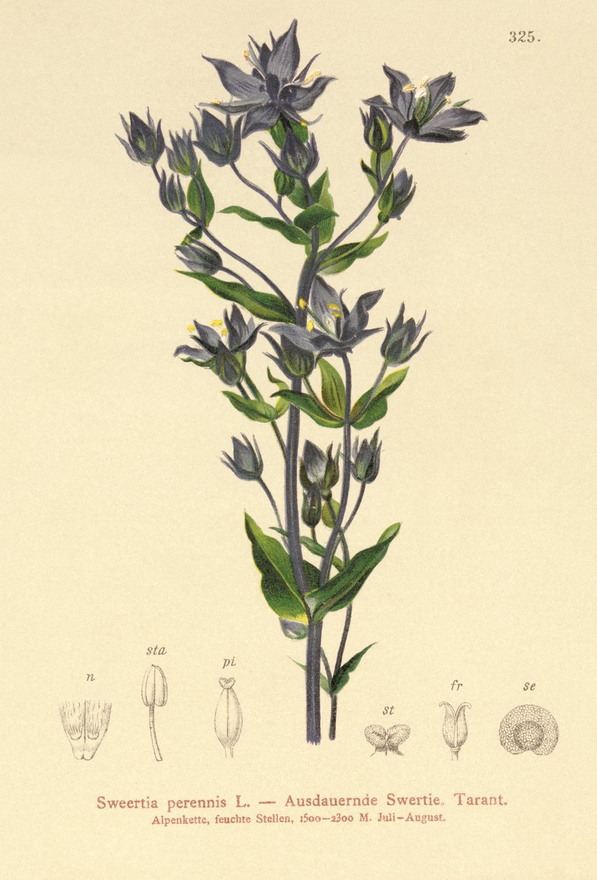 Felwort (Sweertia perennis) alkotó: German School