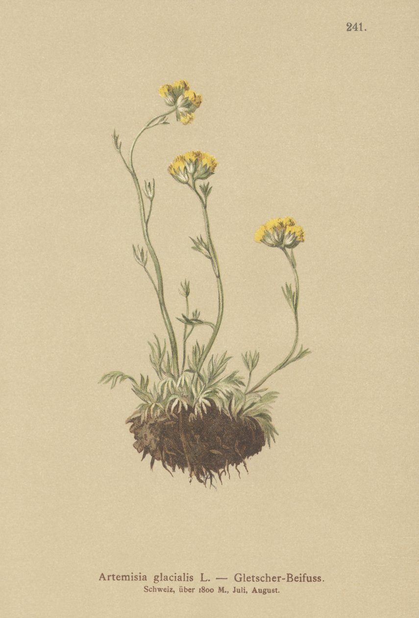 Gleccserüröm (Artemisia glacialis) alkotó: German School