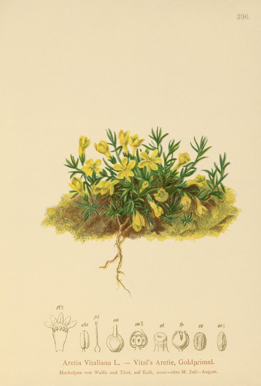 Arany rózsa (Primula vitaliana, Aretia Vitaliana, Vitaliana primiiflora) alkotó: German School
