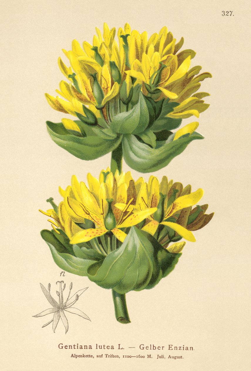 Nagy sárga encián (Gentiana lutea) alkotó: German School