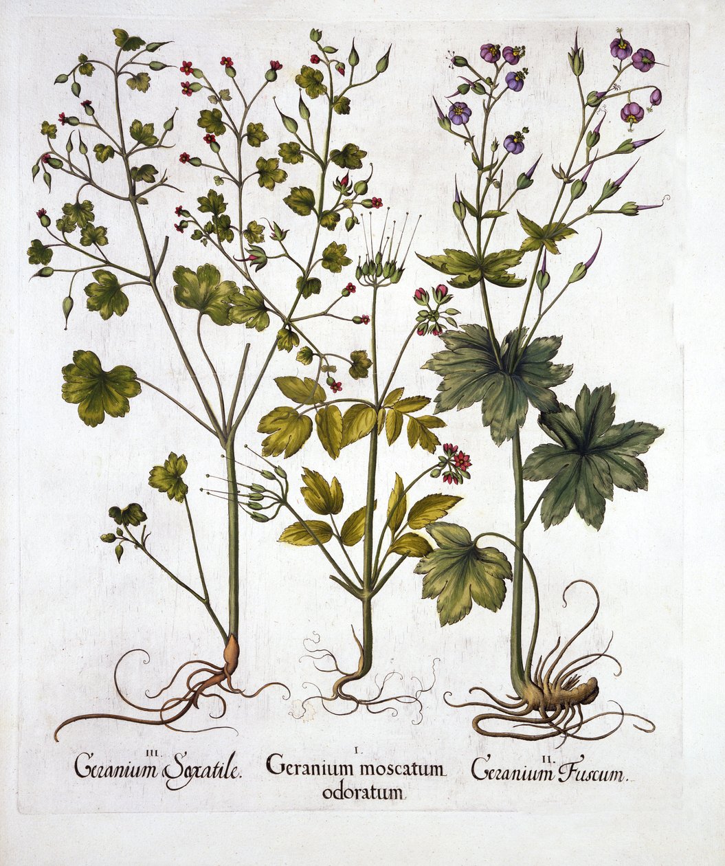 Hardy Geraniums, Hortus Eystettensisből, Basil Besler (1561-1629), pub. 1613 (kézzel színezett metszet) alkotó: German School