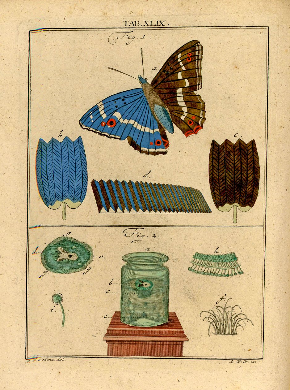 Illusztrációk mikroszkopikus méretű egysejtű organizmusokról és pikkelyekről a Butterfly szárnyáról korai optikai mikroszkóp segítségével, 1768 alkotó: German School