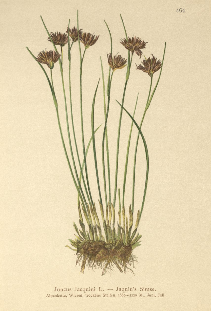 Jacquins Rush (Juncus Jacquini) alkotó: German School