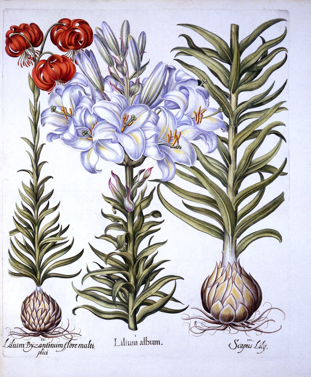 Madonna Lily and Bulb, Konstantinápolyi Vörös Martagon, Hortus Eystettensistől, Basil Besler (1561-1629), pub. 1613 (kézzel színezett metszet) alkotó: German School
